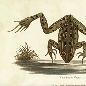 North American True Frogs Collection: Northern Leopard Frog