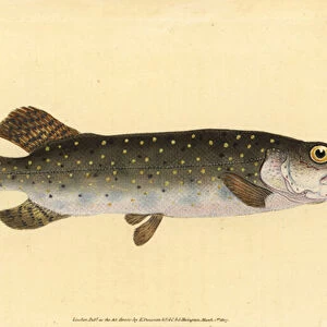 Northern pike, Esox lucius. Handcoloured copperplate drawn and engraved by Edward Donovan from his Natural History of British Fishes, Donovan and F. C. and J. Rivington, London, 1802-1808
