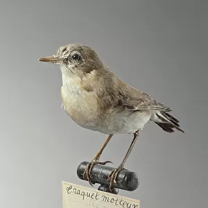 Chats And Flycatchers Collection: Northern Wheatear