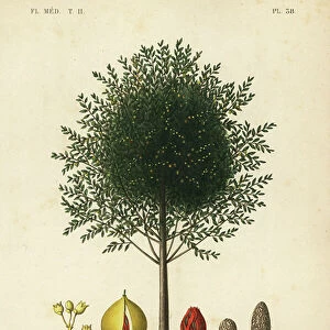 Nutmeg and mace tree, Myristica fragrans, Myristica officinalis, Muscadier