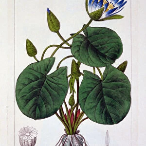 Nymphaea caerulea, 1836 (hand-coloured engraving)
