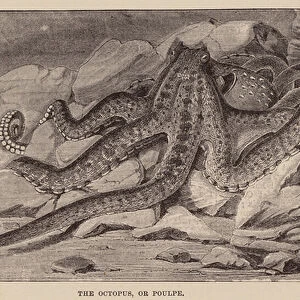 The octopus, or poulpe (engraving)