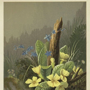 "Of a starry primrose growing;Or, a brooklet, swift and bright"(chromolitho)