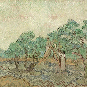 The Olive Orchard, 1889 (oil on canvas)