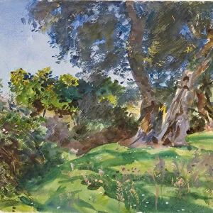 Olive Trees, Corfu (w / c & opaque w / c with scraping and wax resist over graphite on white