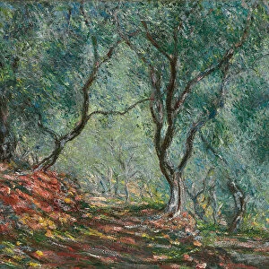 Olive Trees in the Moreno Garden, 1884 (oil on canvas)