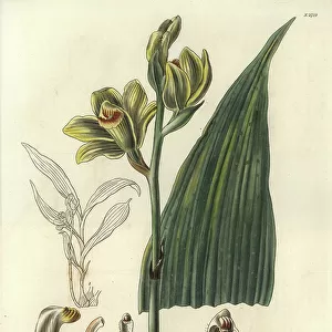 Vespertilionidae Collection: Flavus