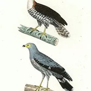 Accipitridae Collection: African Harrier Hawk