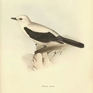 Ornithology: The "fluvicola azarea" or flycatcher described by Charles Darwin during his exploration journey aboard the Beagle. Plate from "The Zoology of the voyage of H.M.S