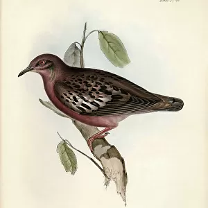 Doves Collection: Galapagos Dove