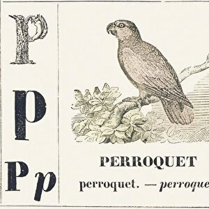 P for Parroquet, 1850 (engraving)