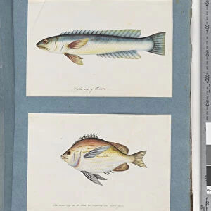 Page 11. Unidentified fish. 12. Unidentified fish (w / c on paper)