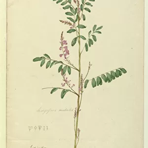 Page 116. Indigofera australis, c. 1803-06 (w / c, pen, ink and pencil)