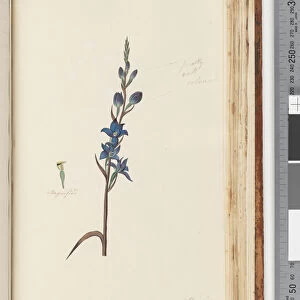 Page 203. I believe this is Thelymitra ixioides / aSpotted Sun Orchid (w / c)
