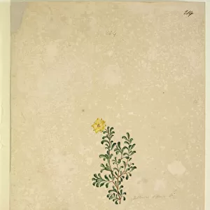 Page 214. Hibbertia diffusa, c. 1803-06 (w / c, pen, ink and pencil)