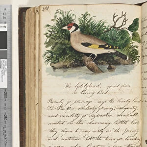 Page 431. The Goldfinch, copied from a living bird, 1810-17 (w / c & manuscript text)
