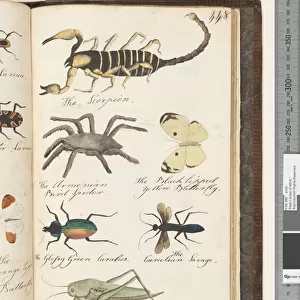 Beetles Collection: Australian Spider Beetle