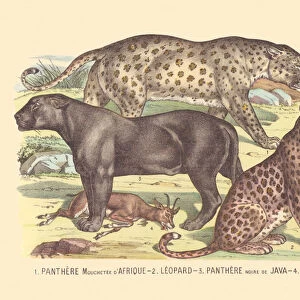 Page 8: African speckled panther, leopard, black Java panther, antelope