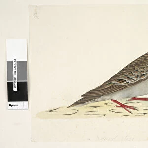 Allies Collection: Common Bronzewing