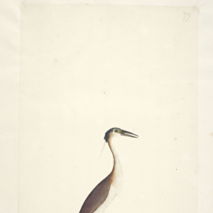 Page 89. Ardea ? Nankeen Night, Heron Nycticorax caledonicus, 1791-92 (w / c)
