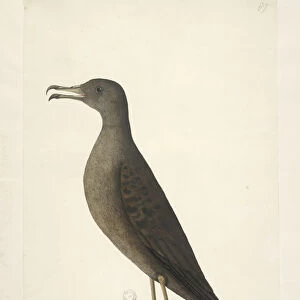 Shearwaters Collection: Wedge Tailed Shearwater