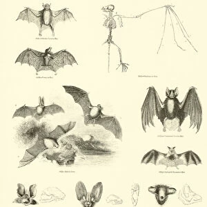 Vespertilionidae Collection: Geoffroys Bat