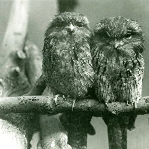 A pair of Tawny Frogmouths sitting on a branch at London Zoo in 1924 (b / w photo)