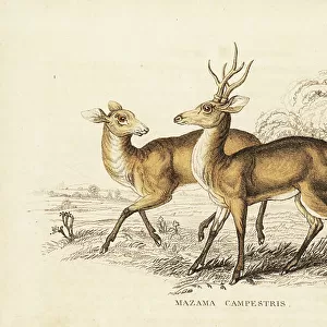 Cervidae Collection: Pampas Deer