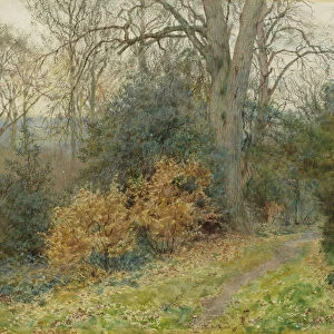 Path Through the Wood, 1902 (w / c on paper)