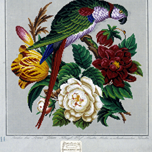 Pattern for cross stitch embroidery (parrot) - in "