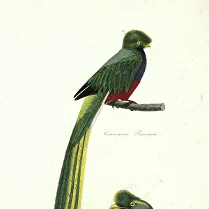 Pavonine Quetzal