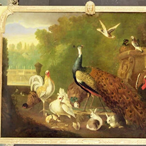 A peacock, turkey and other birds in an ornamental garden