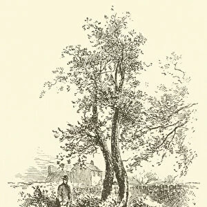Pear tree planted by Mr Wesley at Kingswood (engraving)