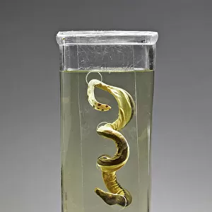 Sea Snake Collection: Pelagic Sea Snake
