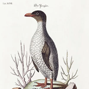 The Penguin, 1770 (hand coloured engraving)