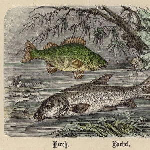 Perch, Barbel (coloured engraving)