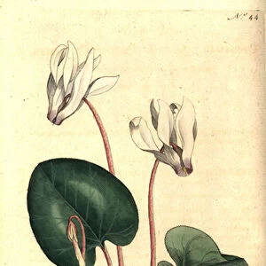 Persian cyclamen or cyclamen florists - Persian cyclamen, Cyclamen persicum. Handcolured copperplate engraving after a botanical illustration by James Sowerby from William Curtis The Botanical Magazine, Lambeth Marsh, London, 1787