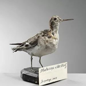 Sandpipers Collection: Red Phalarope