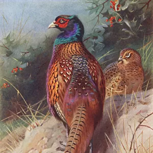 Phasianidae Collection: Green Pheasant
