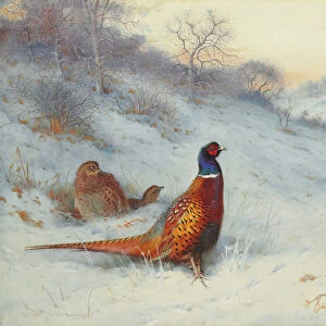Landscape paintings Collection: Wildlife artwork