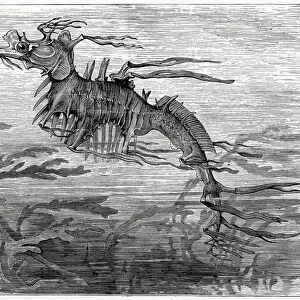 The Phyllopteryx 1881 (litho)