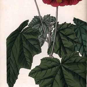 Phymosia variete, red flowers, native to Mexico - Engraved by S. Watts, from an illustration by Sarah Anne Drake (1803-1857), from the Botanical Register of Sydenham Edwards (1768-1819), England, 1833 - Umbel-flowered mallow