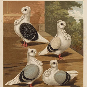 Pigeons: Turbits, Blue Chequer and Silver, Shell Crown, Blue, Point Crests (colour litho)