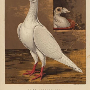 Pigeons: White Carrier Cock (colour litho)