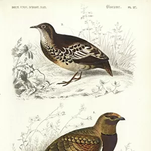 Charadriiformes Collection: Buttonquails