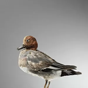 Ducks Collection: Eurasian Wigeon