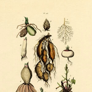 Plants, 1833-39 (coloured engraving)