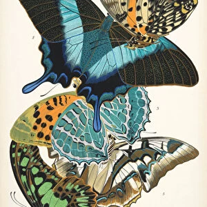 Plate 13, from Papillons, pub. 1925 (pochoir print)