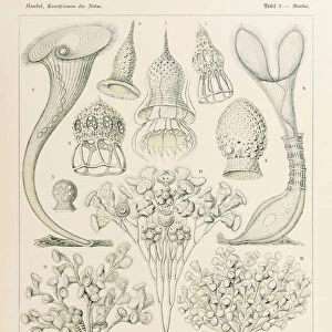 Plate 3 Stentor Ciliata from Kunstformen der Natur (Art Forms in Nature) illustrated by Ernst Haeckel (1834-1919)