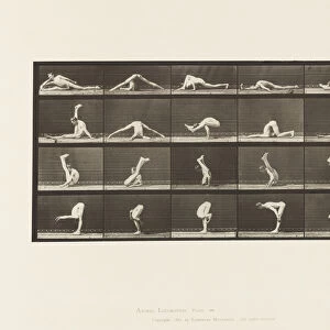 Plate 510. Contortions on the Ground, 1872-85 (collotype on paper)